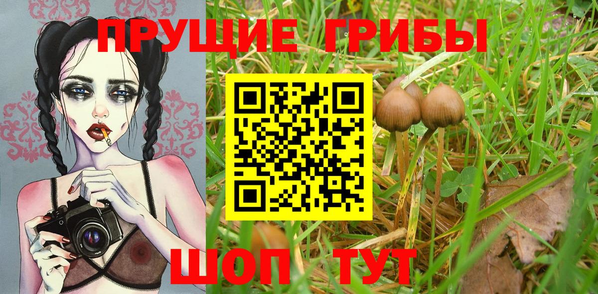 Псилоцибиновые грибы Cubensis Белая Калитва